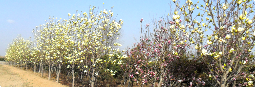 Flower of Magnolia